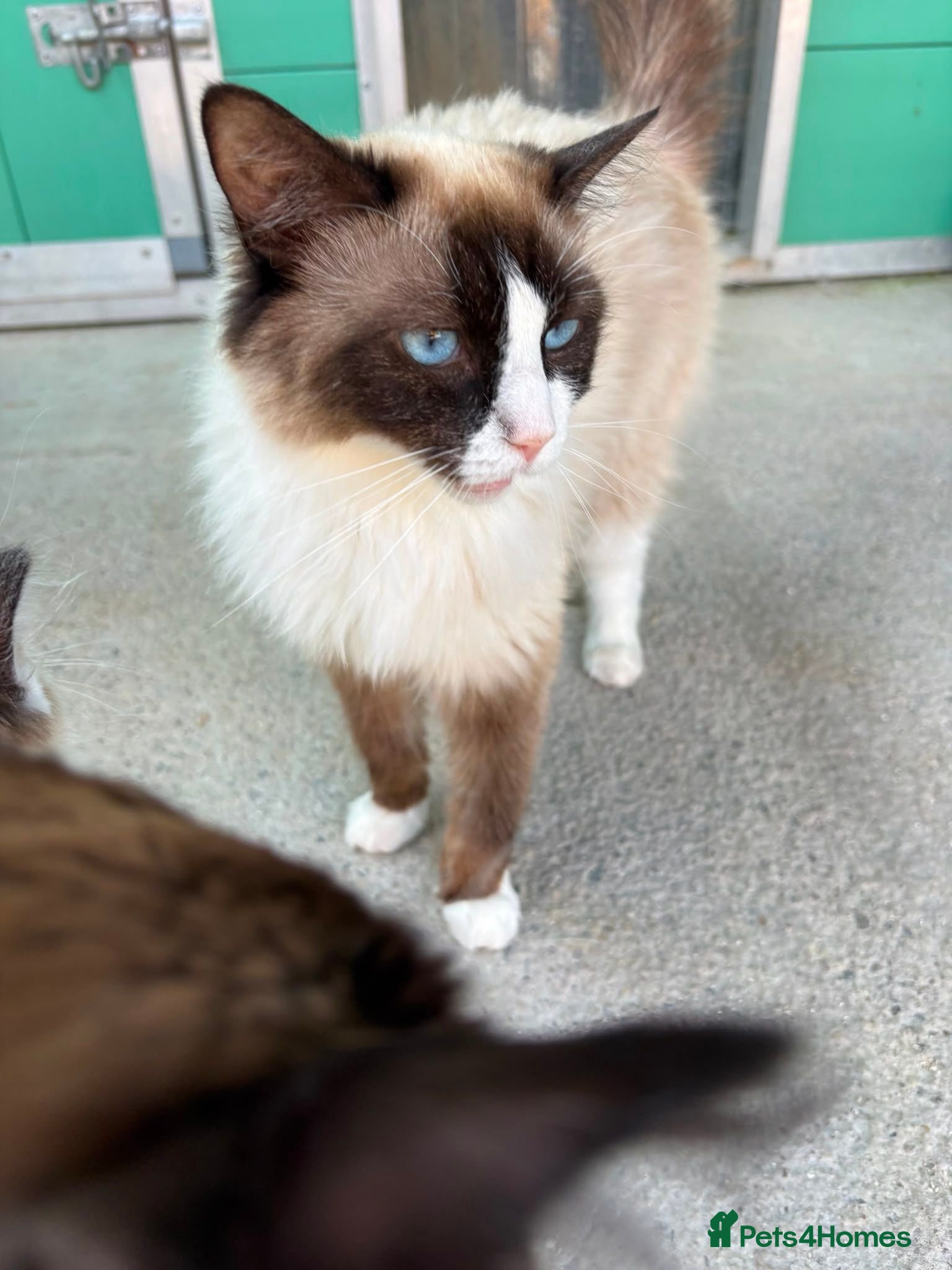 Ragdoll cats Breeding pair of Ragdolls - Advert 1