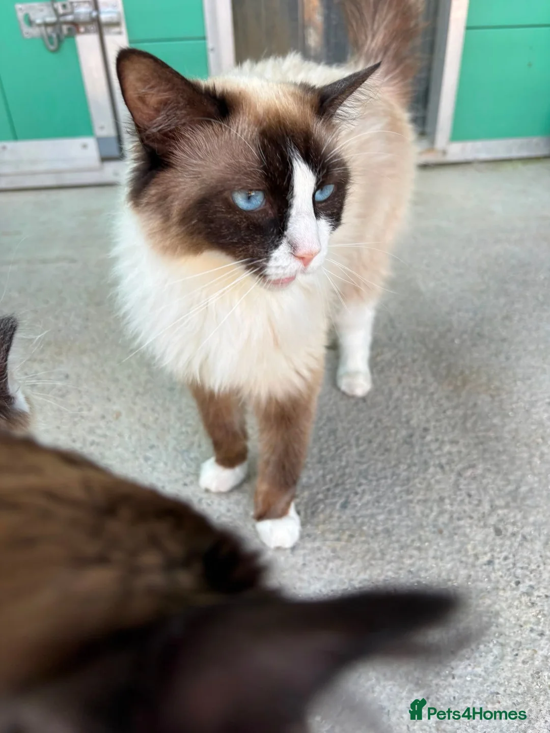 Ragdoll cats for sale: Breeding pair of Ragdolls - Advert 1