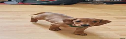 Miniature Dachshund dogs for sale: Stunning litter of Red miniature dachshunds - Advert 7