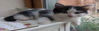 Ragdoll 3
