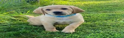 Labrador Retriever dogs for sale: KC Registered Labrador Retriever puppies  - Advert 1