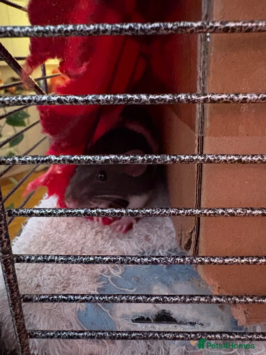 Rat rodents for sale: 3 sisters looking for a lovely home :) in Bristol - Advert 13