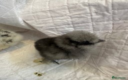 Chickens poultry for sale: Unsexed silkies chicks mixed colours  - Image 3