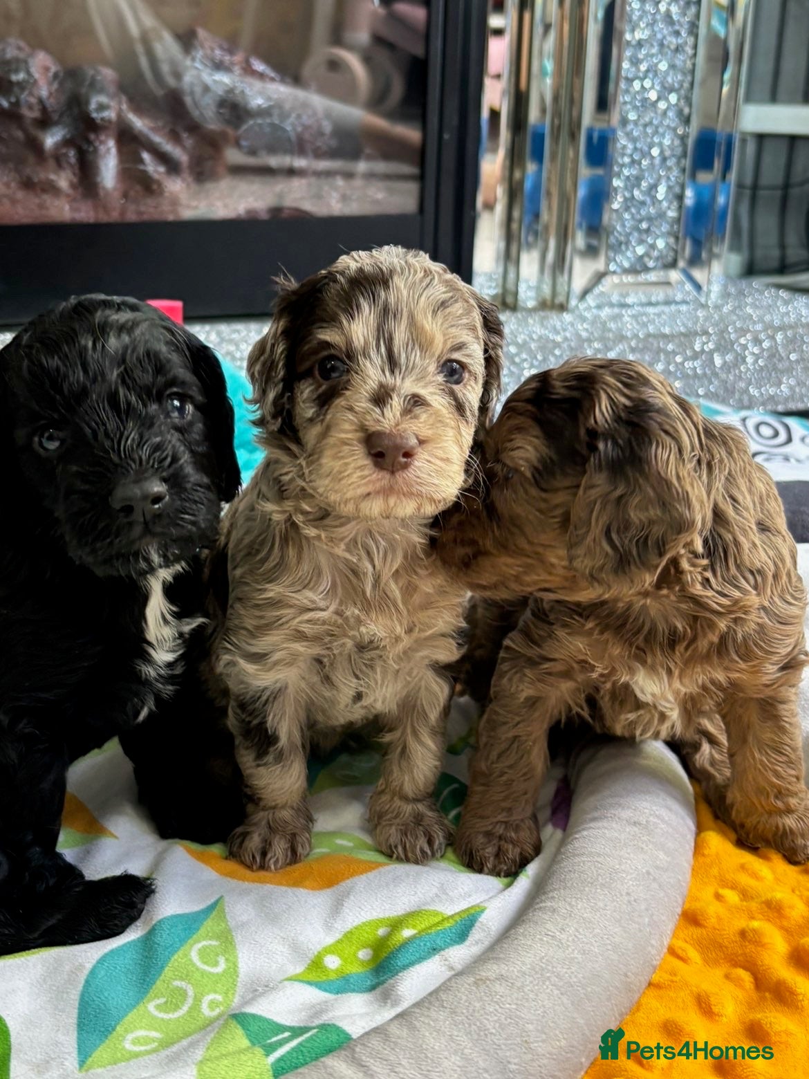 Cockapoo dogs Quality F1 best in the west mids beautiful pups - Advert 17