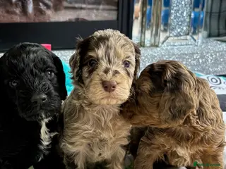 Cockapoo dogs Quality F1 best in the west mids beautiful pups - Advert 17