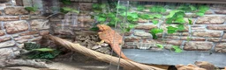 Bearded Dragon reptiles for sale:  Bearded Dragon + Whole set up.  - Advert 8