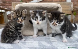 Mixed Breed cats for sale: Fluffy mixed tabby kittens  - Image 3