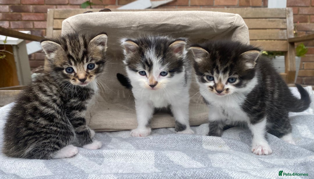 Mixed Breed cats for sale: Fluffy mixed tabby kittens  - Image 3