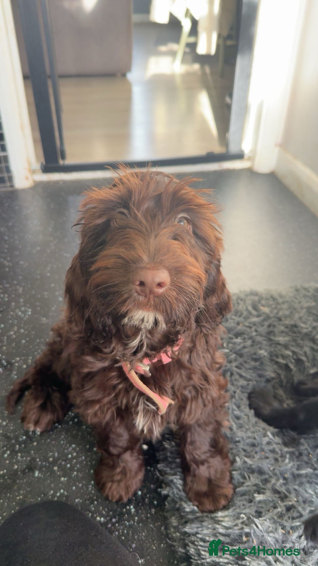 Cockapoo dogs for sale: Mabel brown f1b cockapoo - Image 2