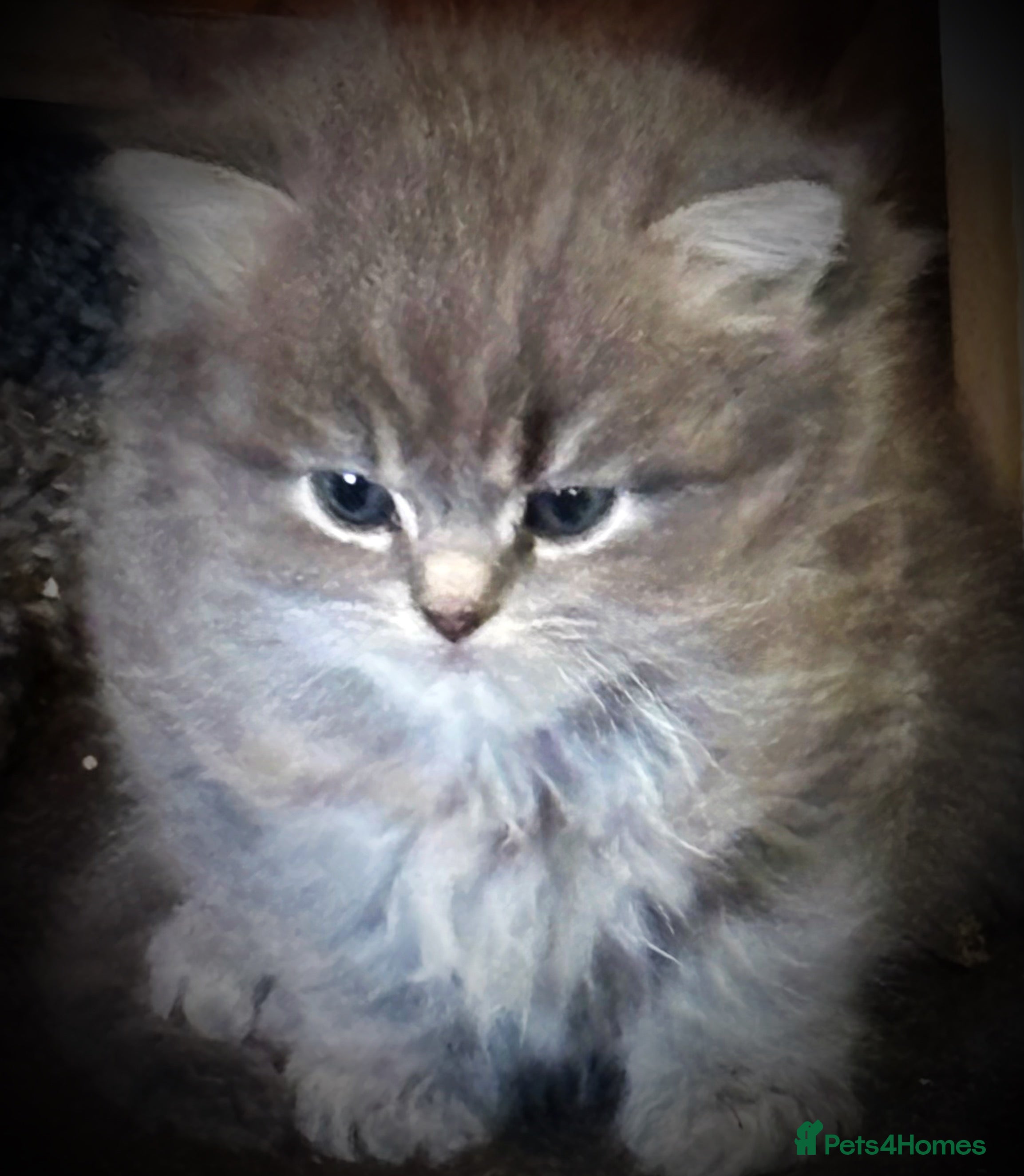 Scottish Fold cats Beautiful thick coated kittens  - Advert 7