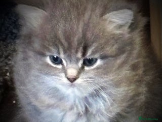 Scottish Fold cats Beautiful thick coated kittens - Advert 1