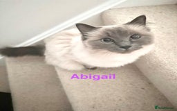Ragdoll cats for sale: Gorgeous Ragdoll girls - Image 2
