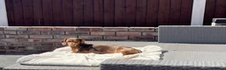 Miniature Dachshund dogs for sale: Male Miniature Dachshunds for sale in Wednesbury - Advert 1