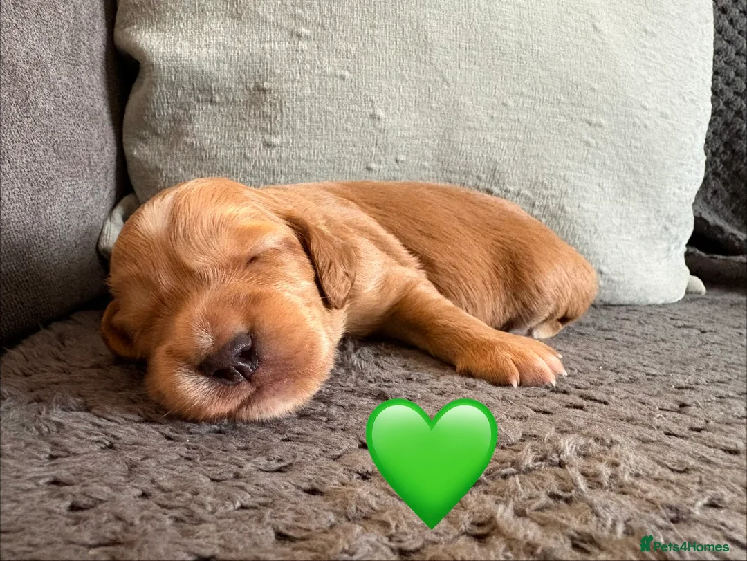 Cocker Spaniel dogs for sale: KC registered working cockers - Advert 4