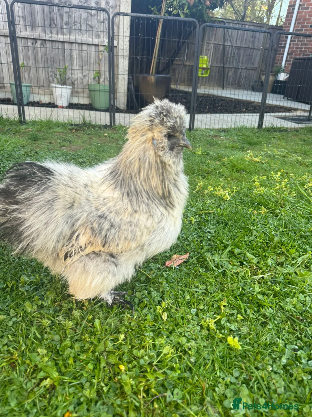 Chickens poultry for sale: Male Splash Silkie Chicken in Brentwood - Advert 6