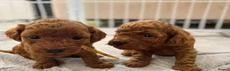 Toy Poodle dogs for sale: BEAUTIFUL QUALITY ASIAN TOY CAVAPOO PUPPIES - Advert 4