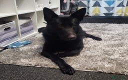 Mixed Breed dogs for sale: Looking to rehome our Gorgeous Boy - Image 5