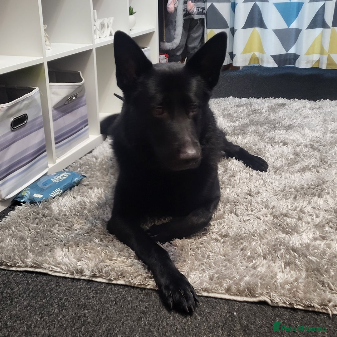 Mixed Breed dogs for sale: Looking to rehome our Gorgeous Boy - Image 5