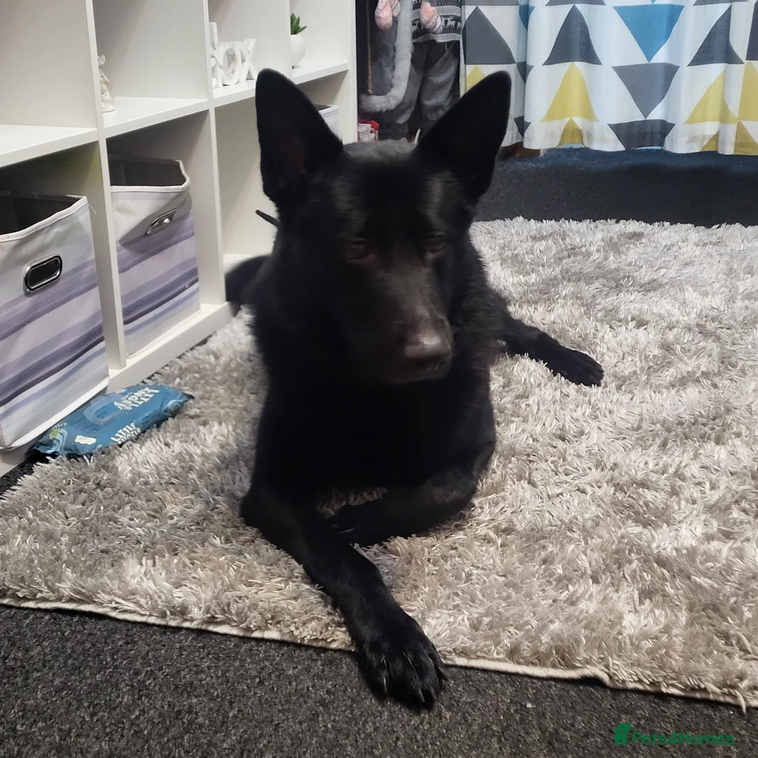 Mixed Breed dogs for sale: Looking to rehome our Gorgeous Boy - Advert 7