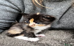 Ragdoll cats for sale: 4 Beautiful Fluffy Ragdoll Cross Kittens  - Image 2