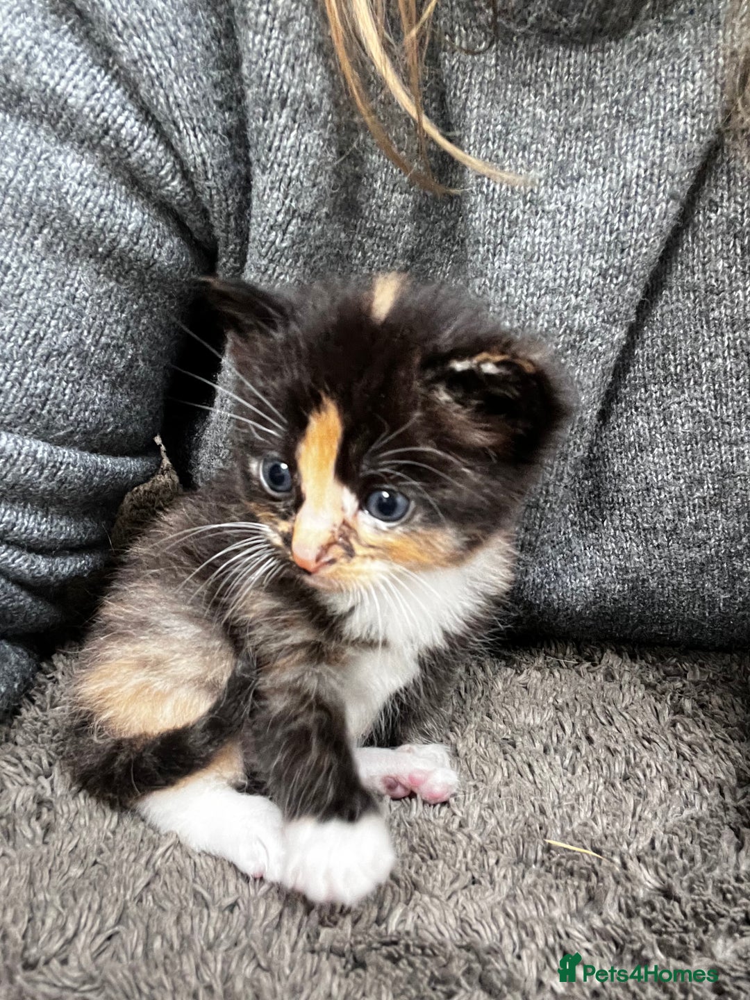 Ragdoll cats for sale: 4 Beautiful Fluffy Ragdoll Cross Kittens  - Image 2