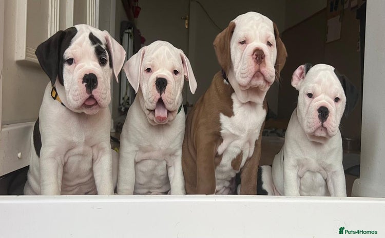 Old Tyme Bulldog dogs - Advert 3