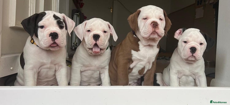 Old Tyme Bulldog dogs - Advert 1