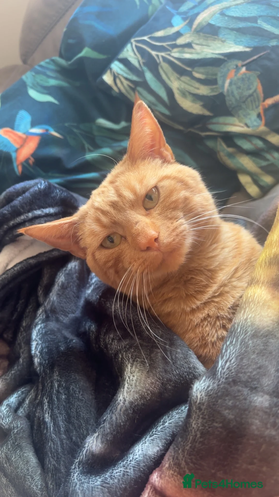 Mixed Breed cats for sale: Ginger boy cat - Advert 1