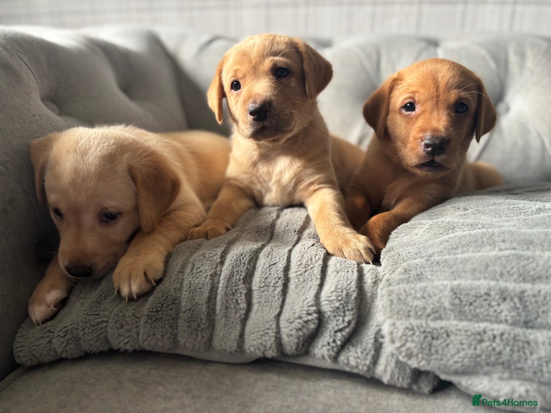Labrador Retriever dogs for sale: Girl & Boy beautiful lab pups With paperwork  - Image 2