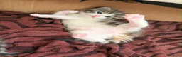 Mixed Breed cats for sale: A lovely mixed boy looking for a home in Nottingham - Advert 4