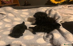 Miniature Poodle dogs for sale: Miniature poodles  - Advert 9