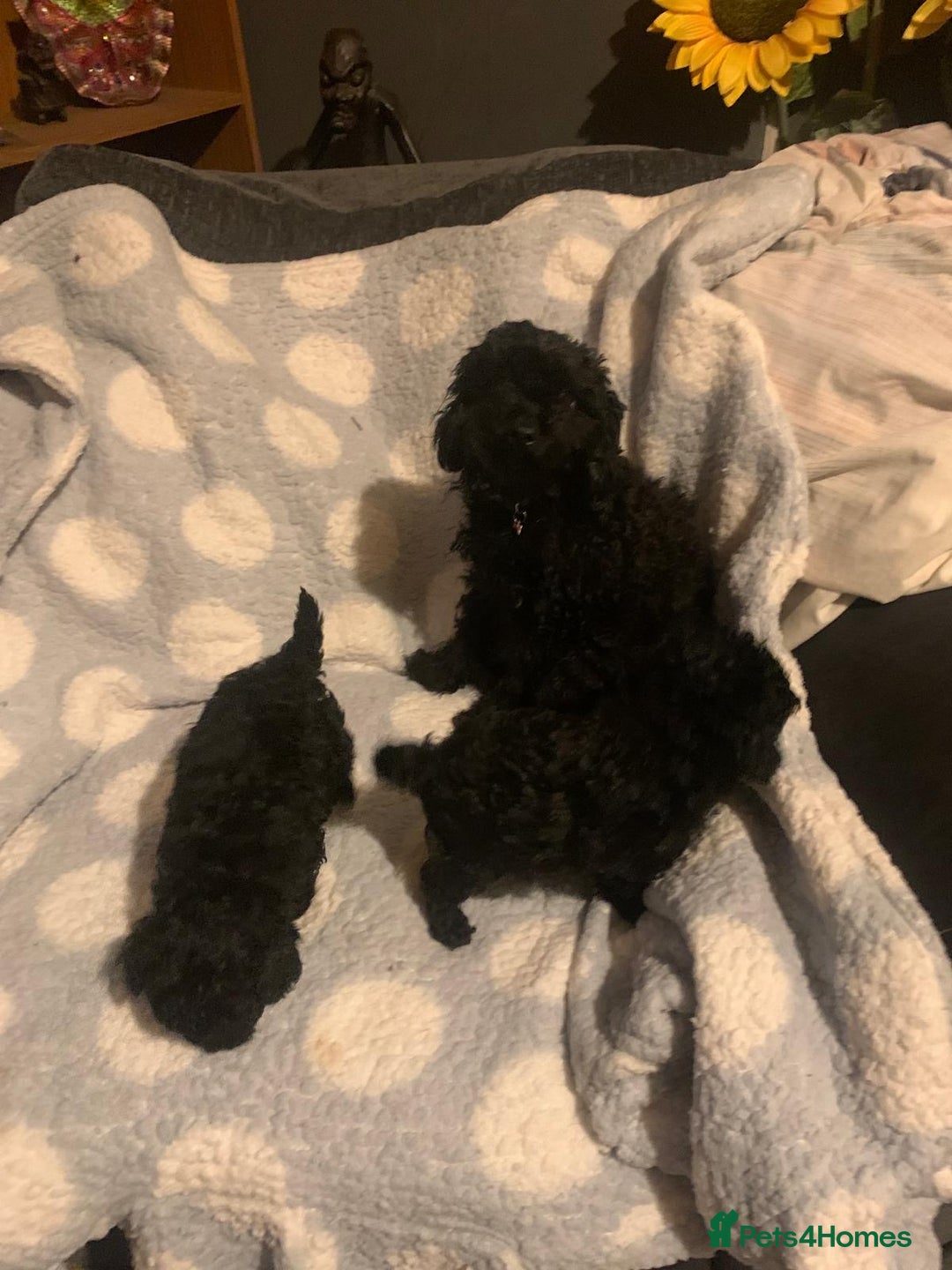 Miniature Poodle dogs for sale: Miniature poodles  - Advert 9