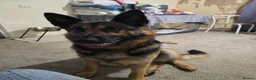 German Shepherd dogs for sale: Due to having a new born and not enough time  in Witham - Advert 3