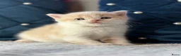 British Shorthair cats for sale: British Shorthair kittens for sale  - Advert 4