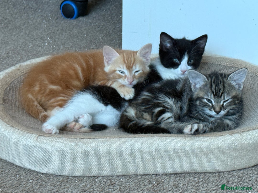 Mixed Breed cats for sale: 3 kittens looking for a warm and loving new home - Image 2