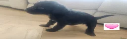Schnoodle dogs for sale: 🐶 F2 Schnoodles looking for their loving Homes 🐶 in Romford - Advert 10