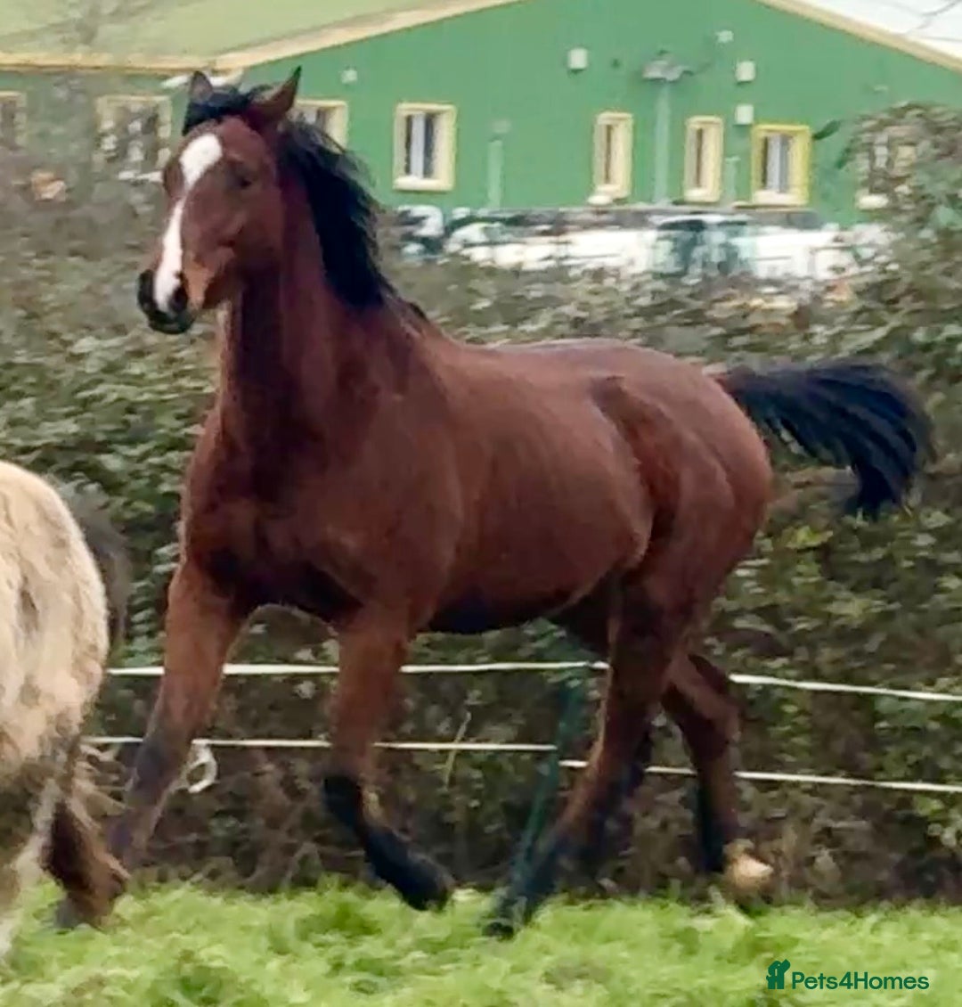 English Thoroughbred horses for sale: 15.2 unbroken project gelding  - Advert 4