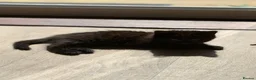 British Shorthair cats for sale: 2 female black kittens  in Bristol - Advert 11