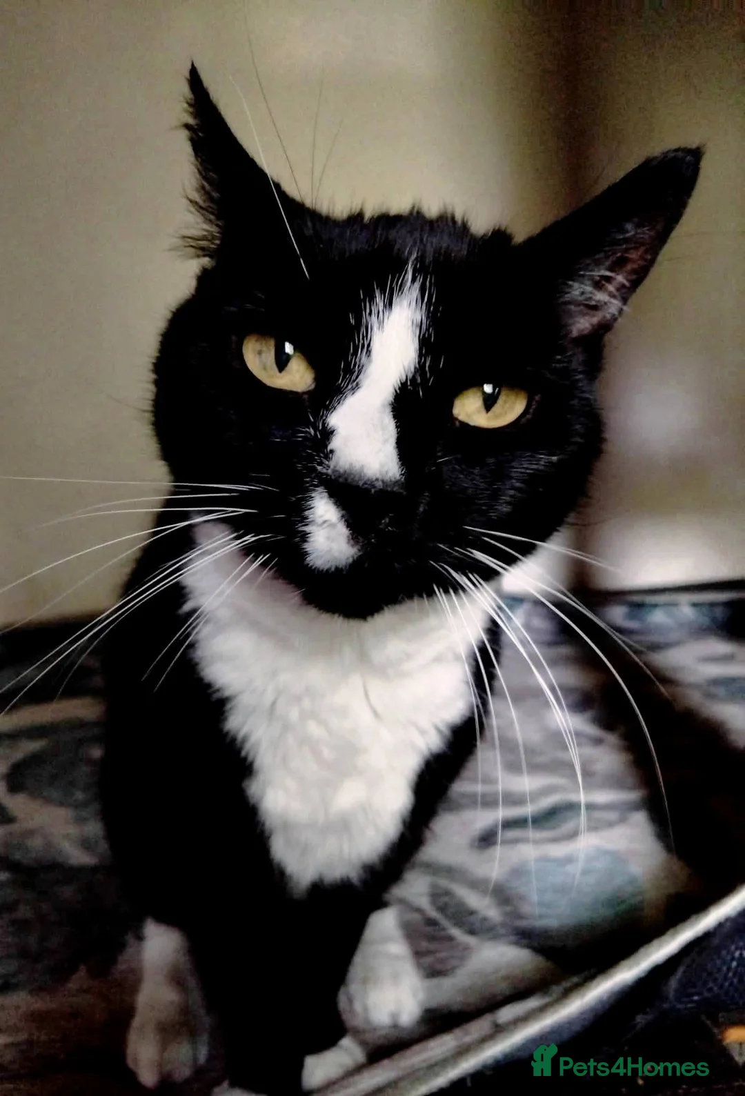 Mixed Breed cats for adoption: 🆘💔Meet 16 year old Missi - Advert 2