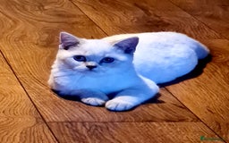 British Shorthair cats for sale: British shorthair female - Image 1
