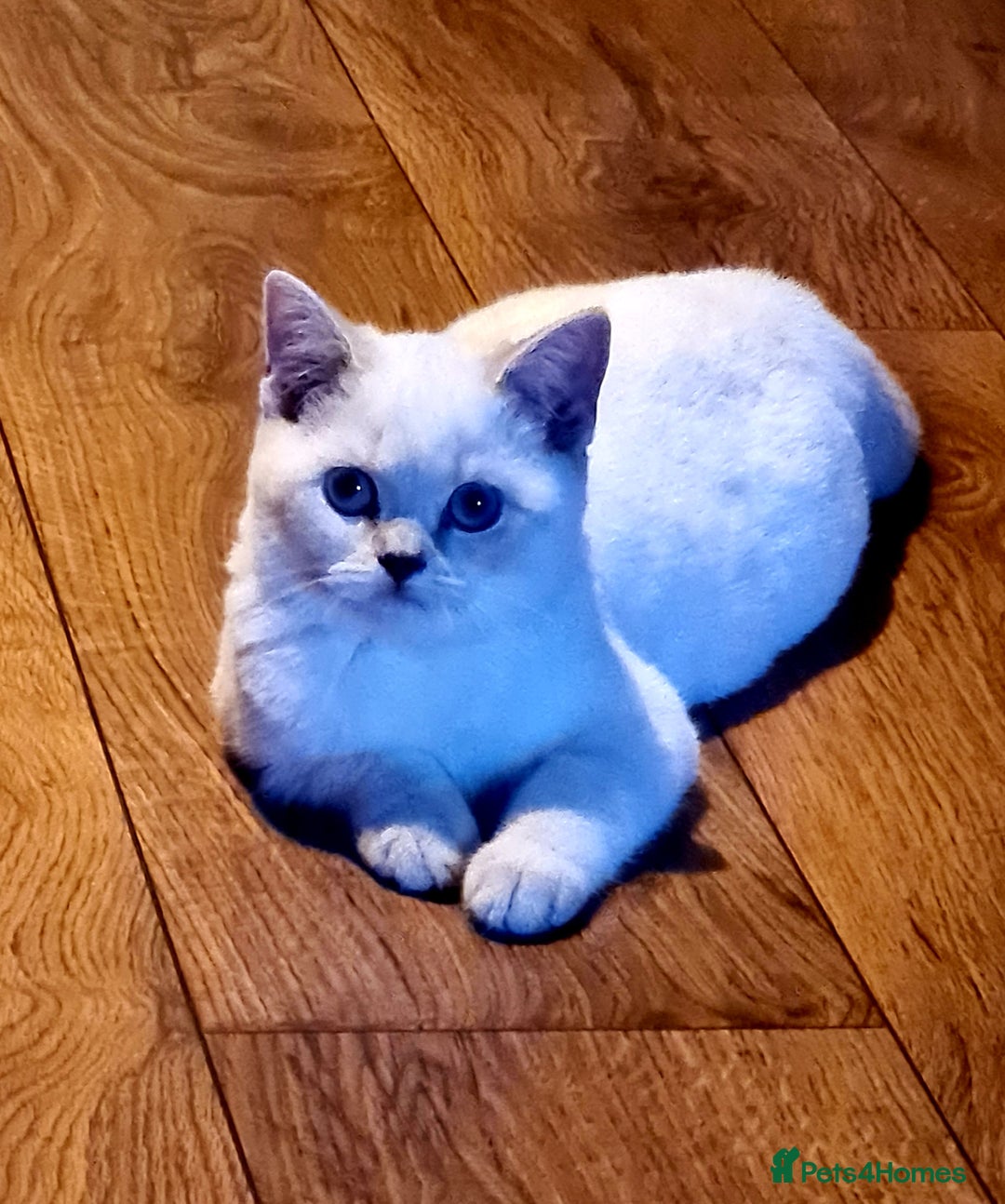 British Shorthair cats for sale: British shorthair female - Image 1