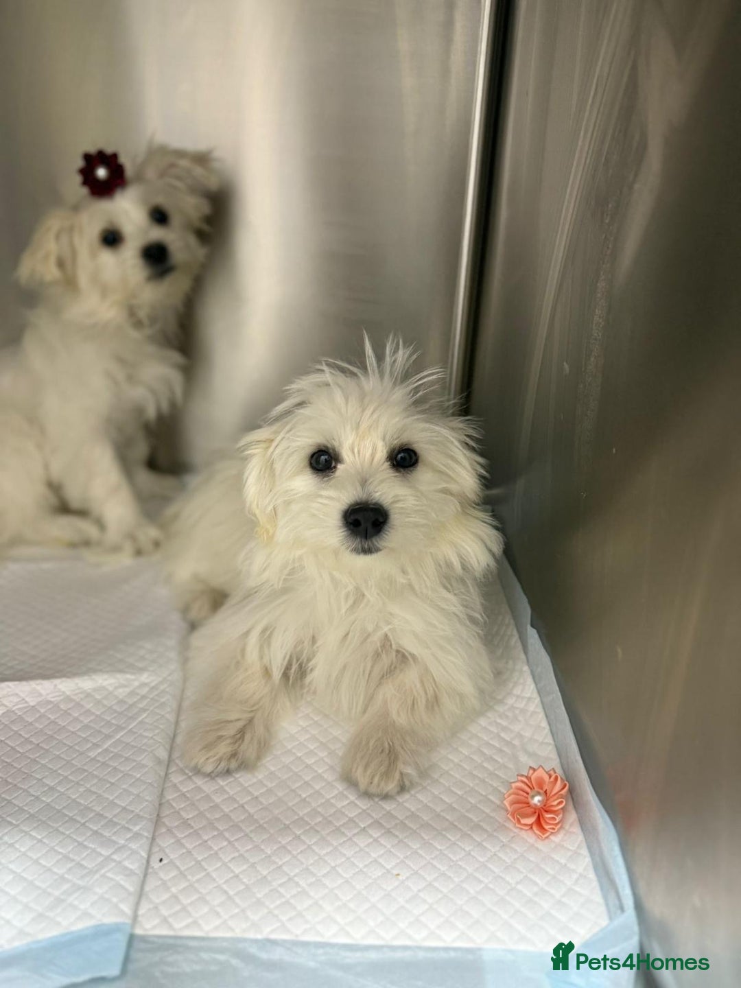Maltese dogs for sale: Maltese girls  - Image 21