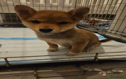 Japanese Shiba Inu dogs for sale: Japanese shiba inu - Image 5