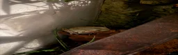 Frog reptiles for sale: 2x white tree frogs and set up in Chesterfield - Advert 7