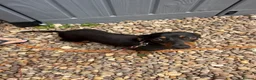 Miniature Dachshund dogs for sale: Miniature dachshund female for sale - Advert 2
