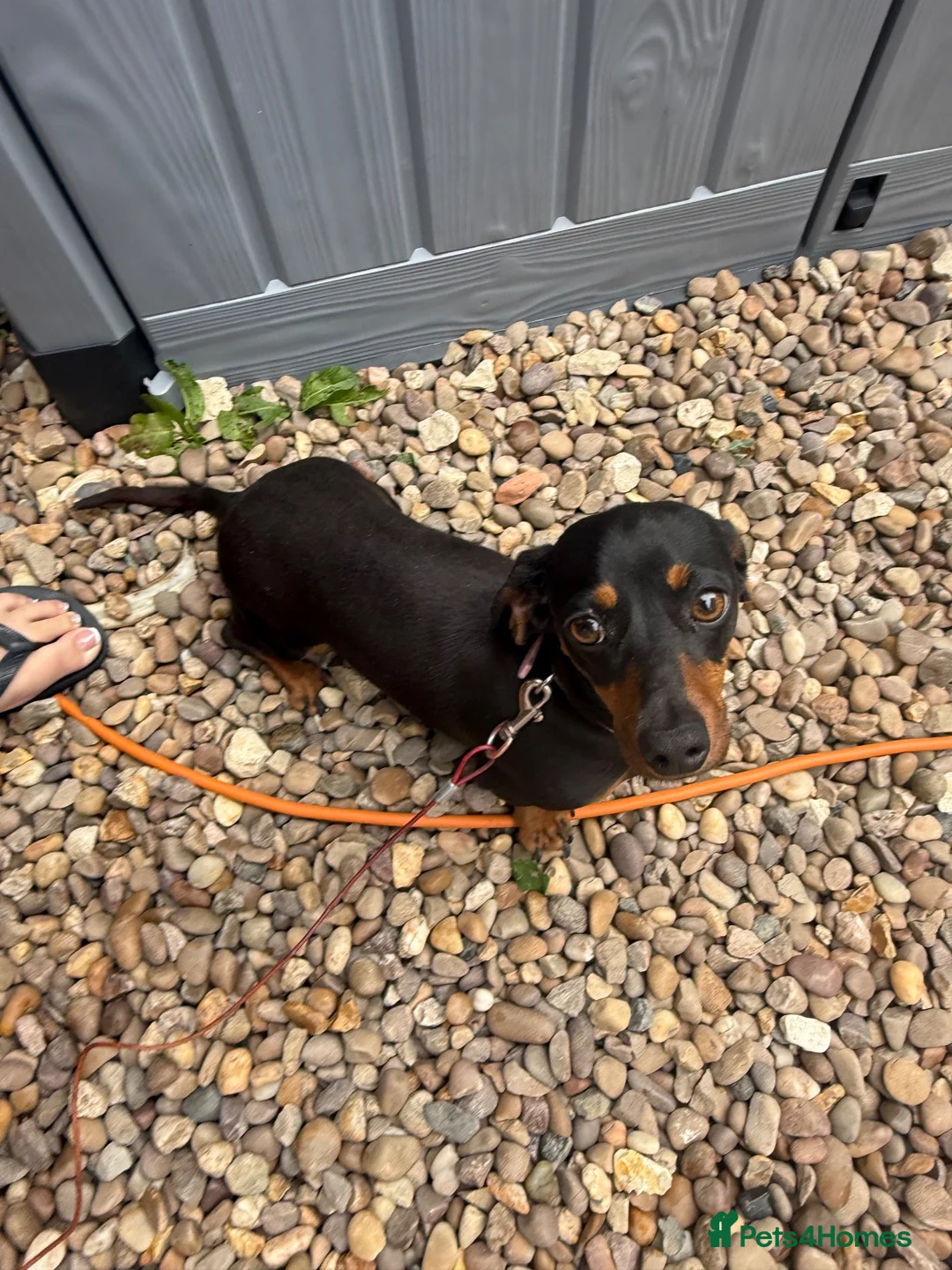 Miniature Dachshund dogs for sale: Miniature dachshund female for sale - Advert 2