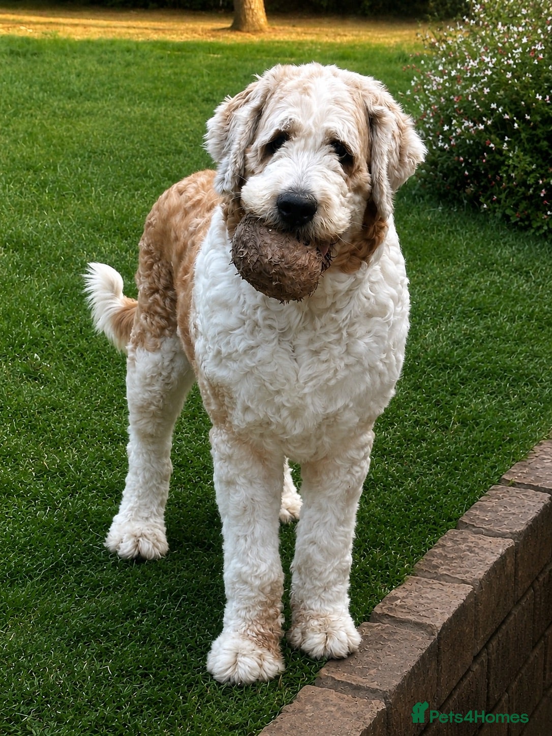 Saint Berdoodle dogs Premium St Berdoodle Puppies  - Advert 2