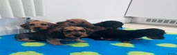 Miniature Dachshund dogs for sale: Miniature dachshund Wirehaired  - Advert 3