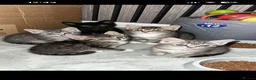British Shorthair cats for sale: Kittens for sale  - Advert 1