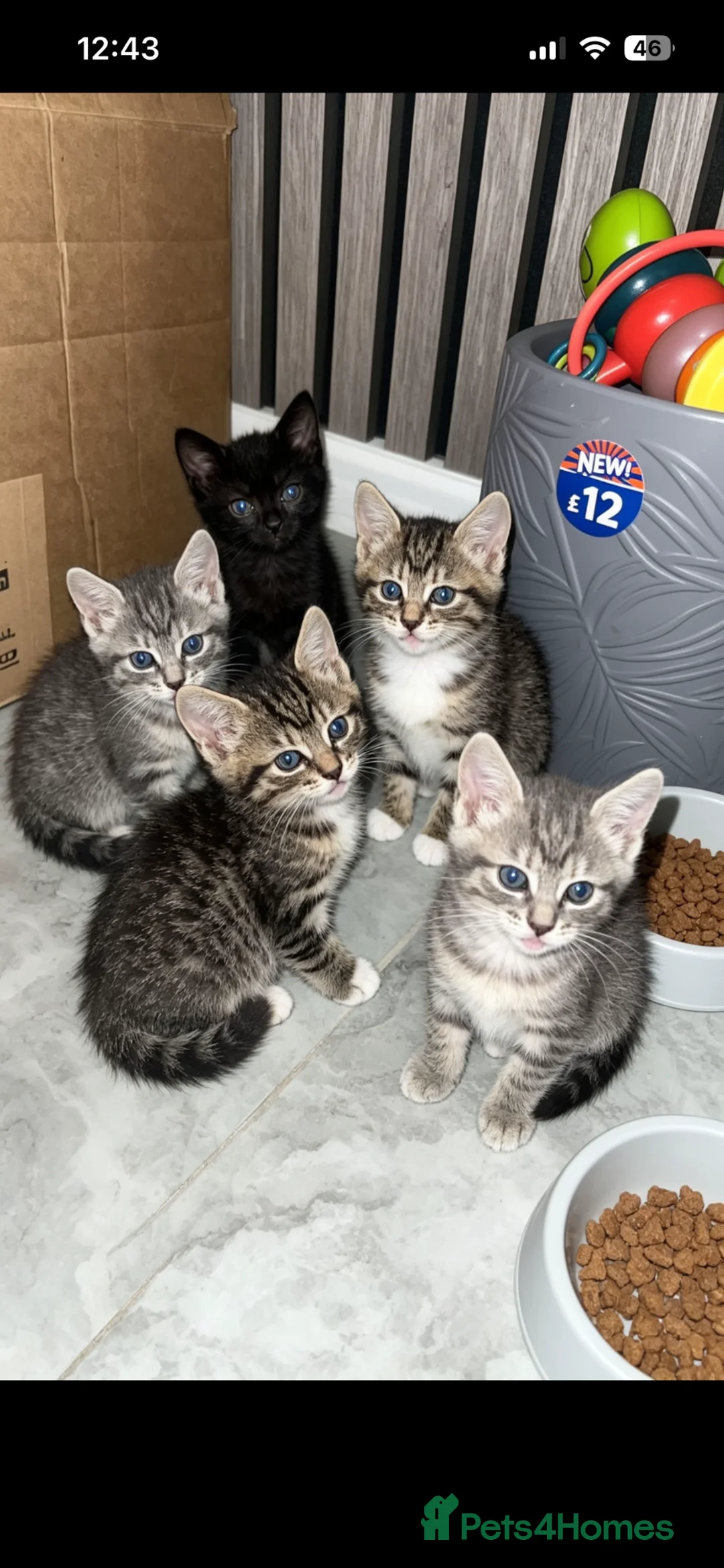 British Shorthair cats for sale: Kittens for sale  - Advert 1